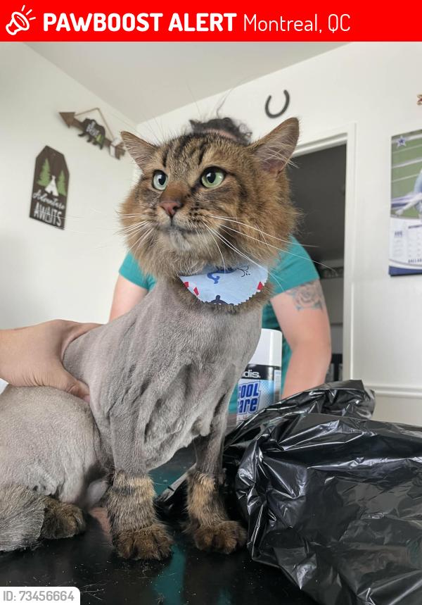 Lost Male Cat last seen Lasalle montreal, Montreal, QC 