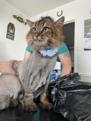 Lost Male Cat last seen Lasalle montreal, Montreal, QC 