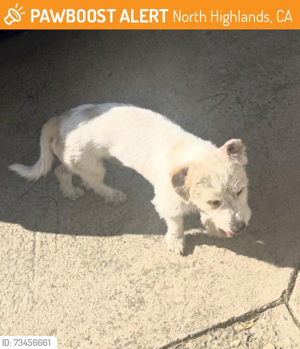 Found/Stray Male Dog last seen Bainbridge, North Highlands, CA 95660