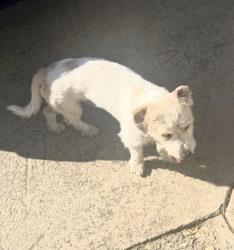 Found/Stray Male Dog last seen Bainbridge, North Highlands, CA 95660