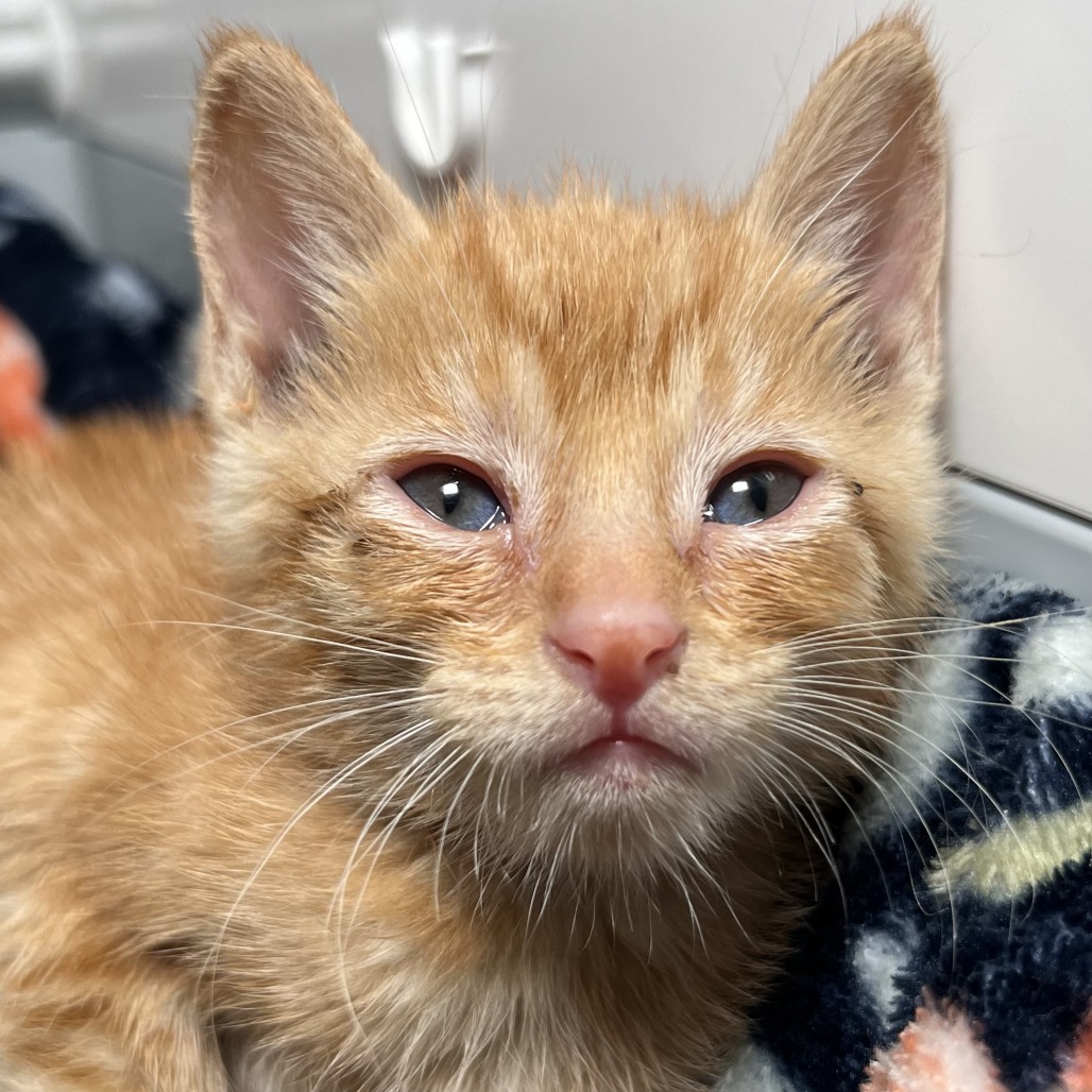 Shelter Stray Male Cat last seen , 4575 E Mesquite Ave, Palm Springs, CA 92264, USA