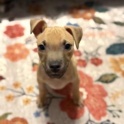 Shelter Stray Male Dog last seen , 8020 Washington St, Port Richey, FL 34668, USA