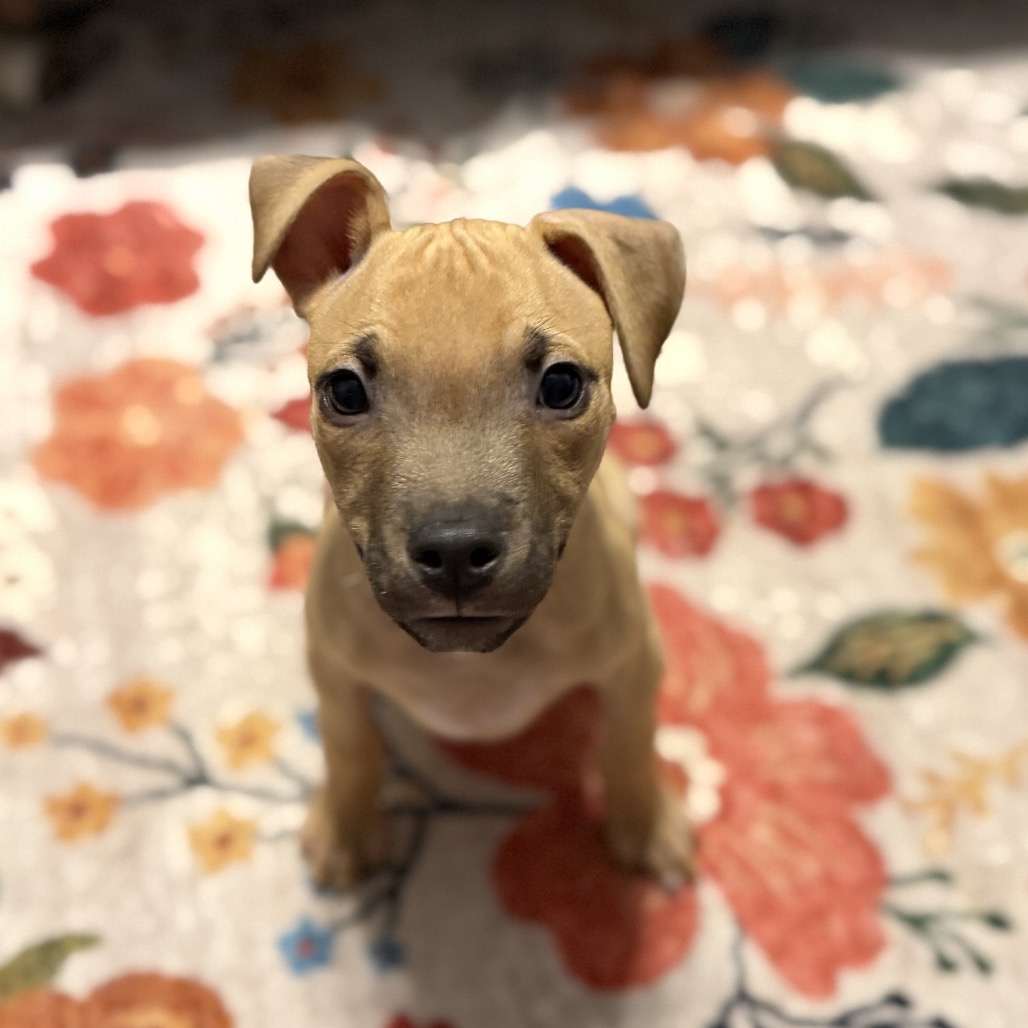 Shelter Stray Male Dog last seen , 8020 Washington St, Port Richey, FL 34668, USA