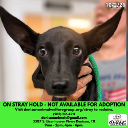 Shelter Stray Female Dog last seen , 3307 S Eisenhower Pkwy, Denison, TX 75020, USA