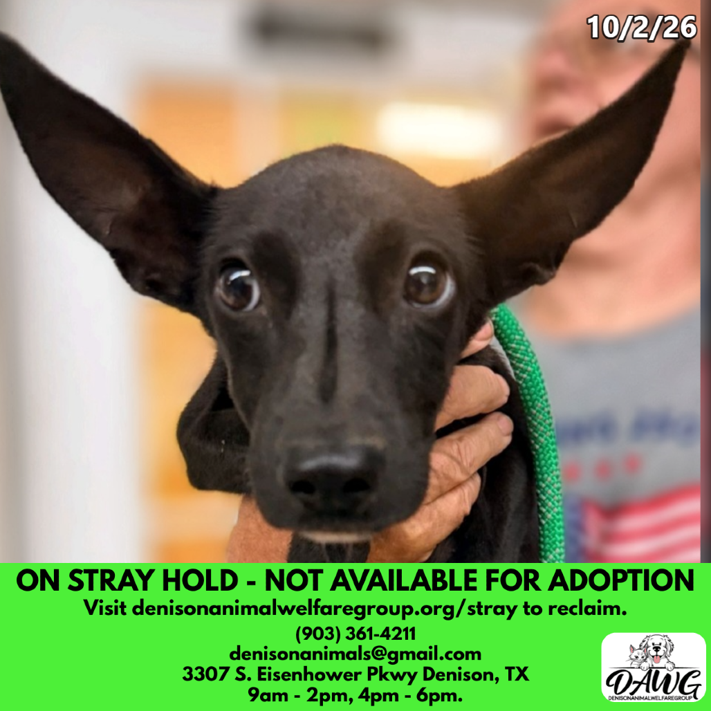 Shelter Stray Female Dog last seen , 3307 S Eisenhower Pkwy, Denison, TX 75020, USA