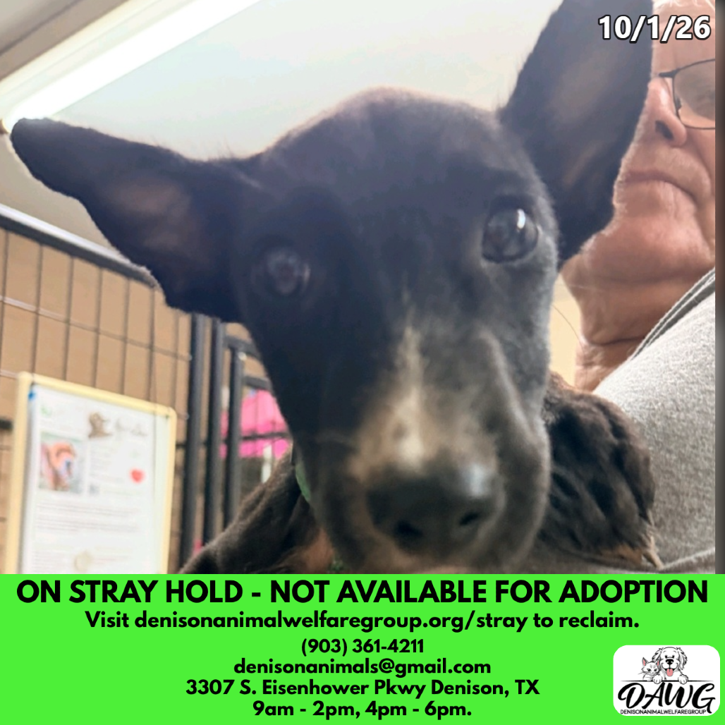 Shelter Stray Female Dog last seen , 3307 S Eisenhower Pkwy, Denison, TX 75020, USA
