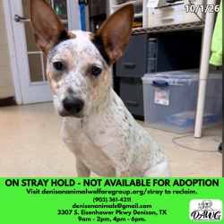 Shelter Stray Female Dog last seen , 3307 S Eisenhower Pkwy, Denison, TX 75020, USA