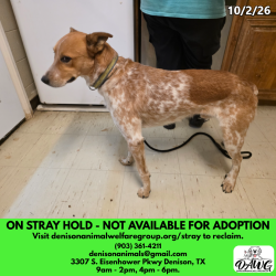 Shelter Stray Male Dog last seen , 3307 S Eisenhower Pkwy, Denison, TX 75020, USA