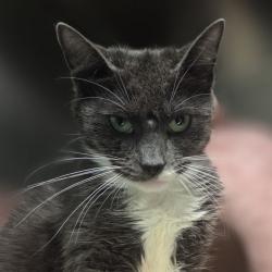 Shelter Stray Female Cat last seen , Animal Care & Control Team of Philly, 111 W Hunting Park Ave, Philadelphia, PA 19140, USA
