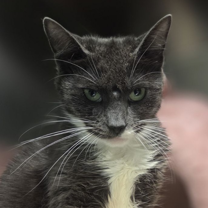 Shelter Stray Female Cat last seen , Animal Care & Control Team of Philly, 111 W Hunting Park Ave, Philadelphia, PA 19140, USA