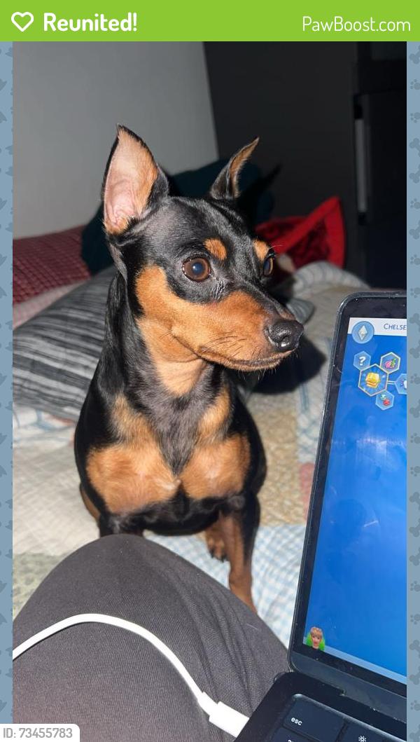 Reunited Male Dog last seen Plaza del sol, Queens, NY 11368