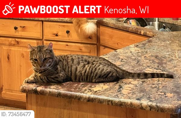 Lost Male Cat last seen Hwy H & E, Kenosha, WI 53144