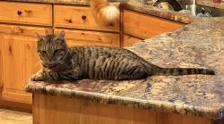 Lost Male Cat last seen Hwy H & E, Kenosha, WI 53144