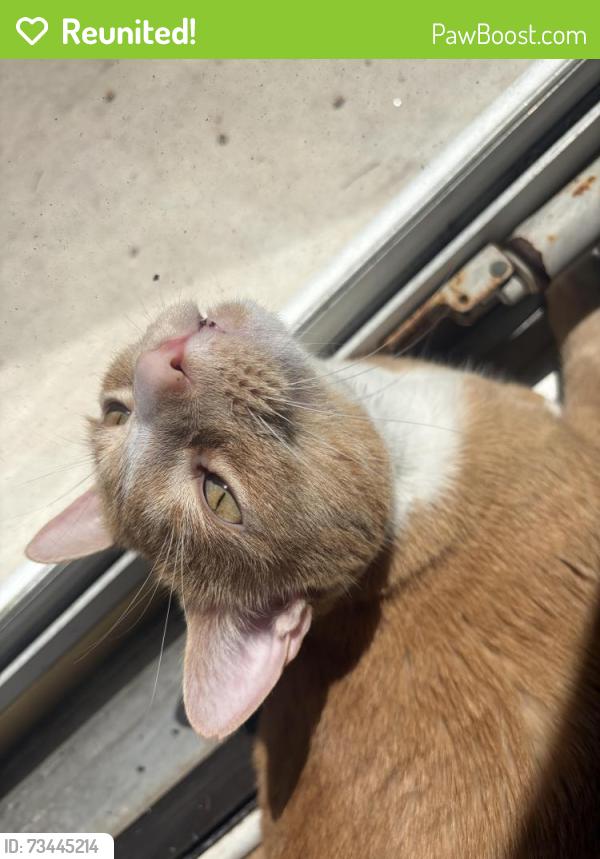 Reunited Male Cat last seen Greenes Ching Greensboro NC, Greensboro, NC 27410