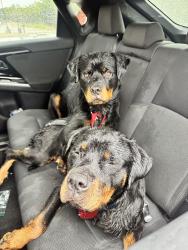Found/Stray Male Dog last seen I-20 E and Belt Line Road, Dallas, TX 75254