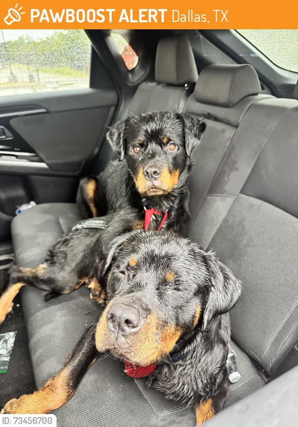 Found/Stray Male Dog last seen I-20 E and Belt Line Road, Dallas, TX 75254