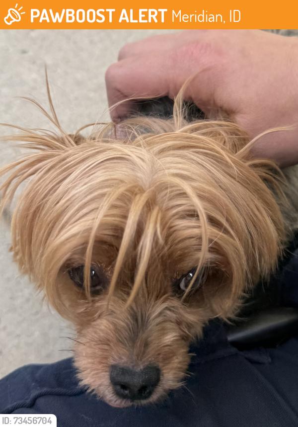 Found/Stray Unknown Dog last seen Whitebird & Lonesome Dove, Meridian, ID 83646
