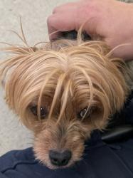 Found/Stray Unknown Dog last seen Whitebird & Lonesome Dove, Meridian, ID 83646