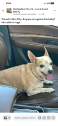 Found/Stray Female Dog last seen Chambers & Murrieta Rd, Menifee, CA 92586
