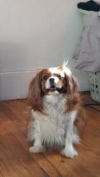 Reunited Male Dog last seen Rugter, Westminster, CO 80031