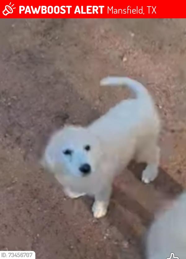 Lost Male Dog last seen Near west broad st bud ford farm, Mansfield, TX 76063