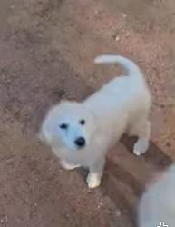 Lost Male Dog last seen Near west broad st bud ford farm, Mansfield, TX 76063