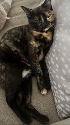 Reunited Female Cat last seen Near Kemp Dellinger Rd, Maiden, NC 28650, USA, Maiden, NC 28650