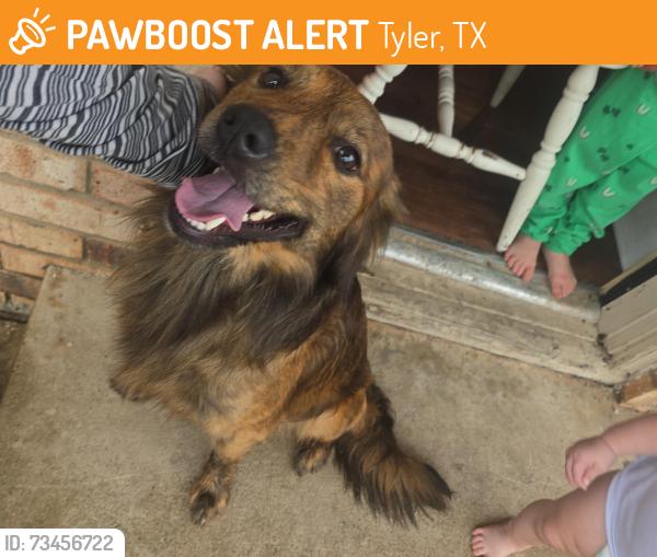 Found/Stray Male Dog last seen Vance and fannin, Tyler, TX 75702