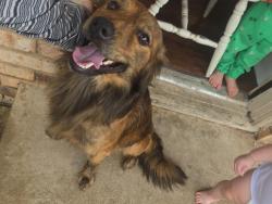 Found/Stray Male Dog last seen Vance and fannin, Tyler, TX 75702
