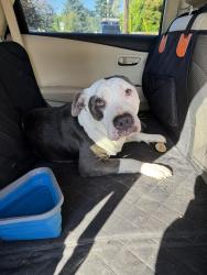 Reunited Male Dog last seen NE 106th Ave and NE Knott St, Portland, OR 97212