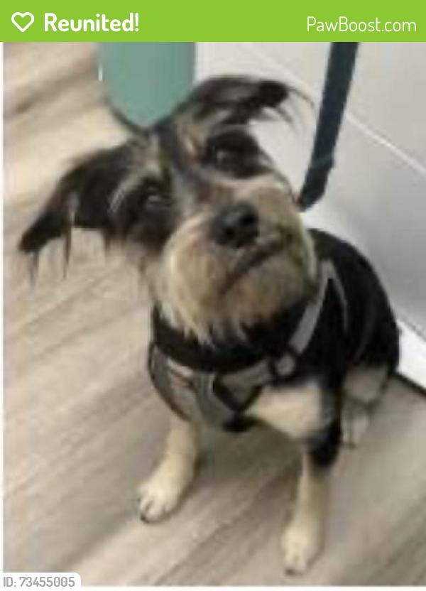 Reunited Female Dog last seen Markingham and Oxford, Maitland, FL 32751