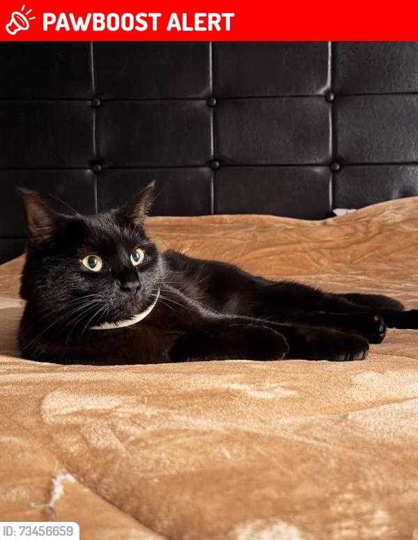 Lost Female Cat last seen Near Toscana 52, Feasterville Trevose, PA., Feasterville-Trevose, PA 19053