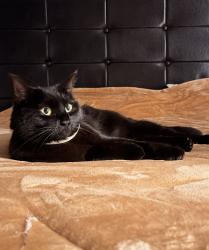 Lost Female Cat last seen Near Toscana 52, Feasterville Trevose, PA., Feasterville-Trevose, PA 19053