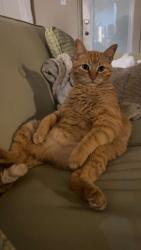 Lost Male Cat last seen Ambling Trl, Dovetail St, Gavin Trl, Huckabee Bd, Pflugerville, TX 78660