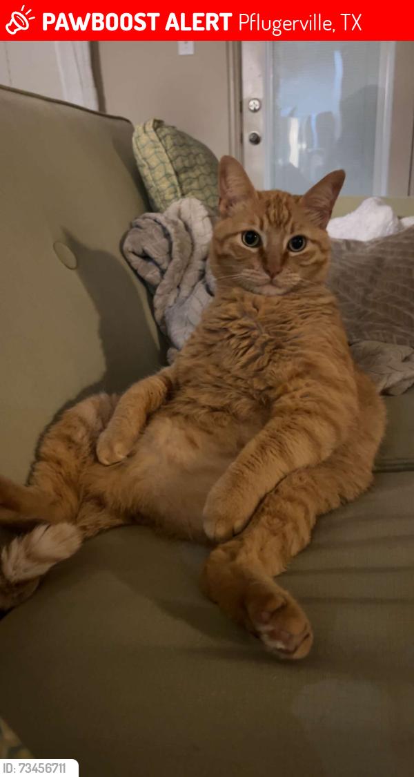 Lost Male Cat last seen Ambling Trl, Dovetail St, Gavin Trl, Huckabee Bd, Pflugerville, TX 78660