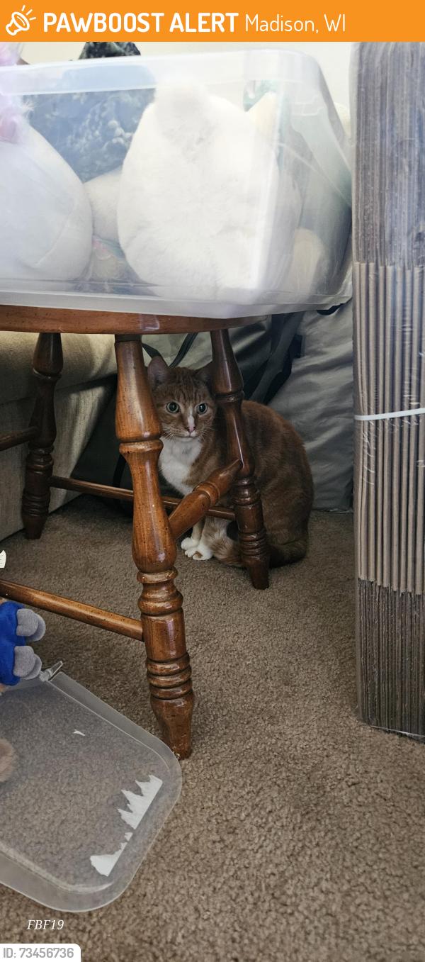 Found/Stray Male Cat last seen Townhouse 605, Madison, WI 53713