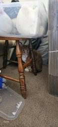 Found/Stray Male Cat last seen Townhouse 605, Madison, WI 53713