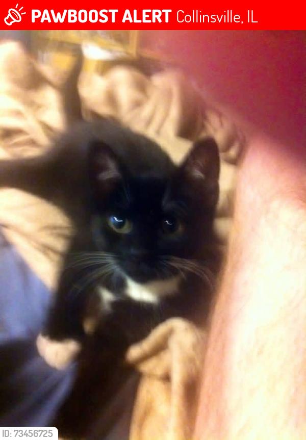Lost Female Cat last seen Galli plane Keebler, Collinsville, IL 62234