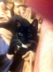 Lost Female Cat last seen Galli plane Keebler, Collinsville, IL 62234