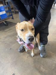 Found/Stray Unknown Dog last seen elliott electric supply, Tulsa, OK 74129