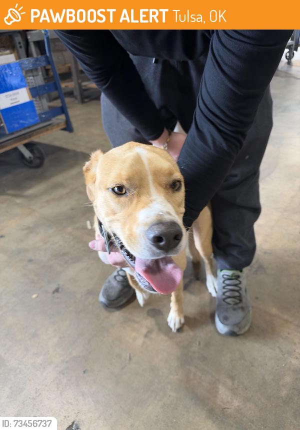 Found/Stray Unknown Dog last seen elliott electric supply, Tulsa, OK 74129