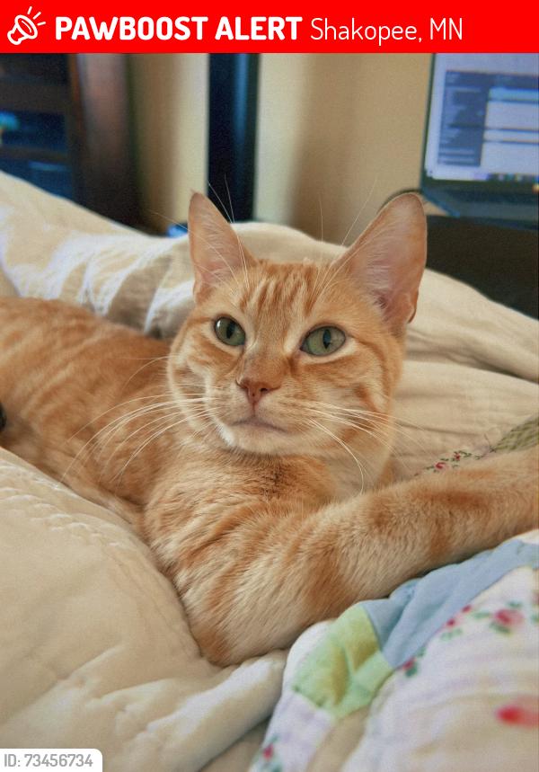 Lost Male Cat last seen Vierling drive, Shakopee, MN 55379