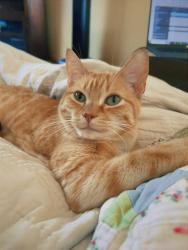 Lost Male Cat last seen Vierling drive, Shakopee, MN 55379