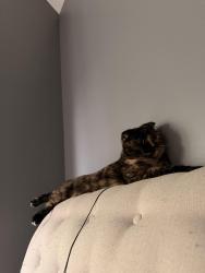 Reunited Female Cat last seen Near Stonegate Manor, Mt Prospect, IL 60056, USA, Mount Prospect, IL 60056
