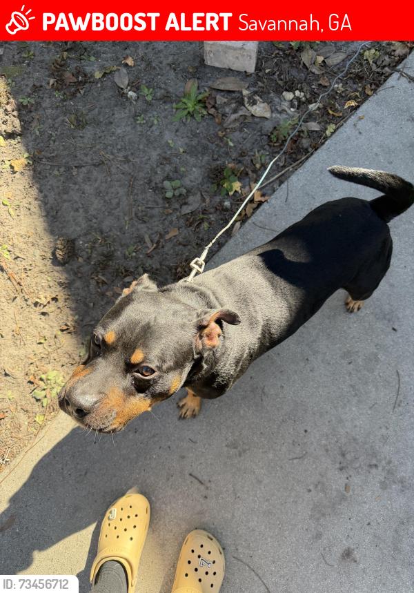 Lost Male Dog last seen West 51st and Stevens st, Savannah, GA 31405