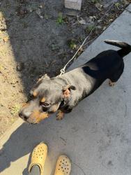 Lost Male Dog last seen West 51st and Stevens st, Savannah, GA 31405