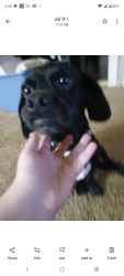 Reunited Male Dog last seen Near Ramsgate Ct, Winston-Salem, NC 27106