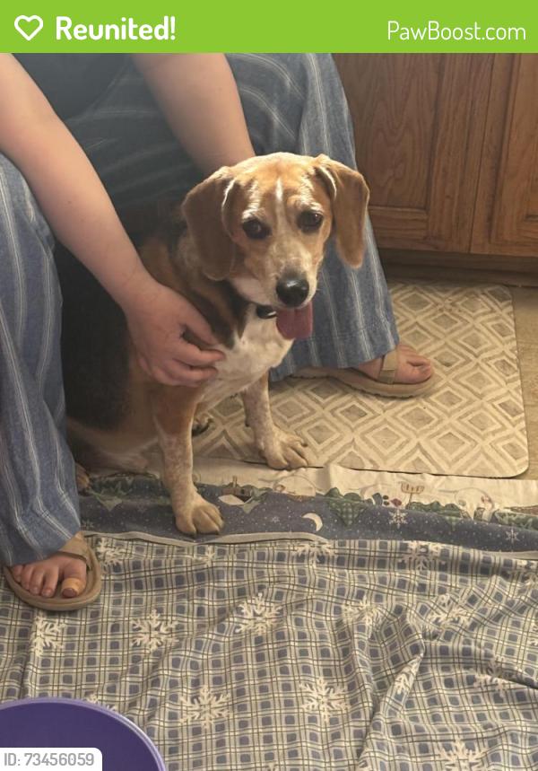 Reunited Male Dog last seen CVS Pharmacy, Hyattsville, MD 20782