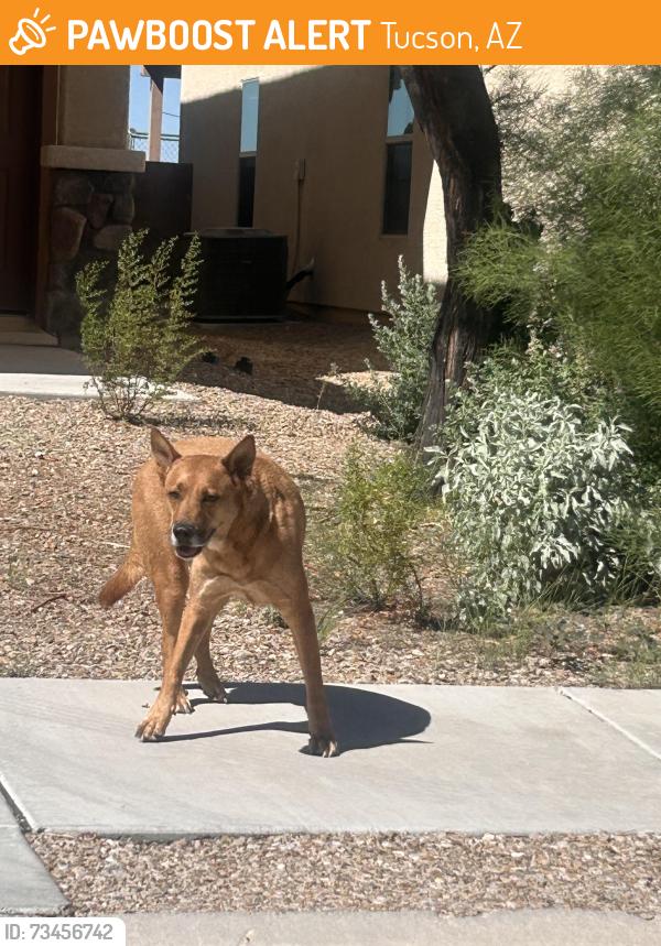 Found/Stray Male Dog last seen Ina and lacholla, Tucson, AZ 85705