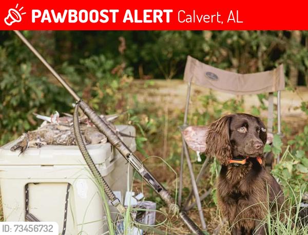 Lost Male Dog last seen Hwy 43 and Steel Mill Rd, Calvert, AL 36560
